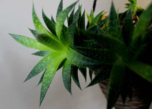 tropical plant aloe 1