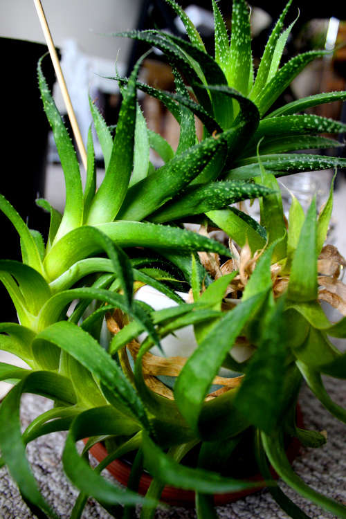 tropical plant aloe 2