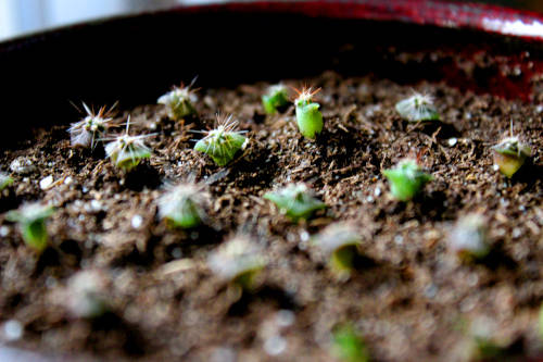 baby cacti