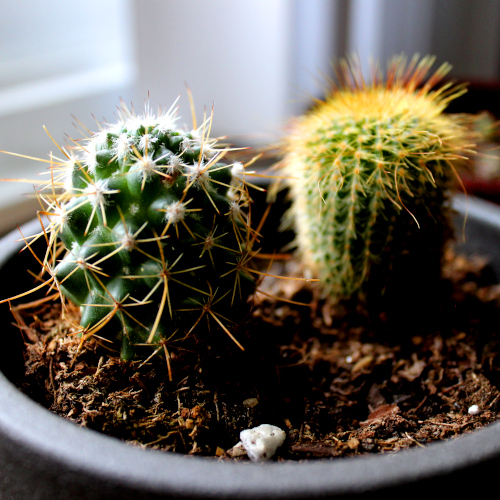 small cacti